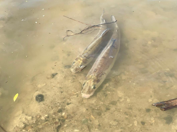 Пять тысяч двухгодовиков нельмы впервые выпустили в реку Иртыш у Тобольска