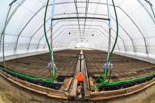 Тюменское предприятие запустило линию по посадке семян хвойных деревьев