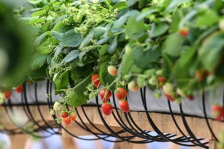 Тюменцев научили выбирать самую вкусную клубнику