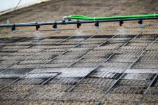 Тюменское предприятие запустило линию по посадке семян хвойных деревьев