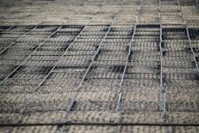 Тюменское предприятие запустило линию по посадке семян хвойных деревьев