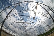 Тюменское предприятие запустило линию по посадке семян хвойных деревьев