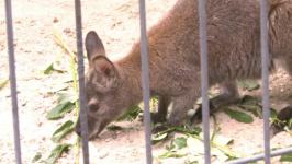 Два кенгуру-альбиноса живут в тюменском центре реабилитации диких животных