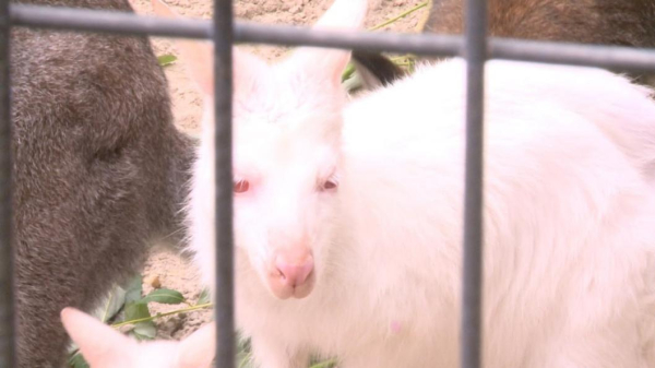 Два кенгуру-альбиноса живут в тюменском центре реабилитации диких животных