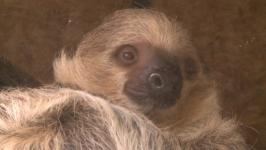 Два кенгуру-альбиноса живут в тюменском центре реабилитации диких животных