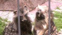 Два кенгуру-альбиноса живут в тюменском центре реабилитации диких животных