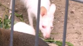 Два кенгуру-альбиноса живут в тюменском центре реабилитации диких животных