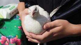 Юбилейный гастрофестиваль &ldquo;Сибирский баурсак&rdquo; проходит в Тюменской области