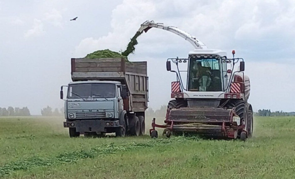 В Сладковском районе заготовили 12 тысяч тонн сенажа В Сладковском районе заготовили 12 тысяч тонн сенажа