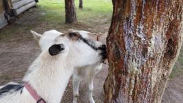 Геннадий Чеботарев: "Дом северных людей" помогает становиться внимательнее к чужим традициям