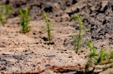 Более 300 тысяч сеянцев посадили в Тюменской области по акции "Сад памяти"