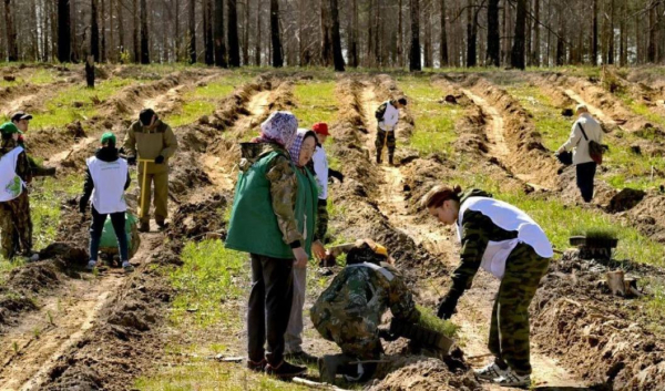 Более 300 тысяч сеянцев посадили в Тюменской области по акции "Сад памяти"