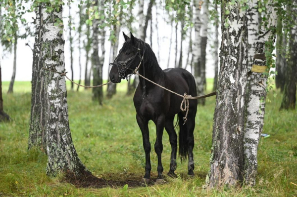 "Работа России" помогает семьям Викуловского района начать бизнес "Работа России" помогает семьям Викуловского района начать бизнес