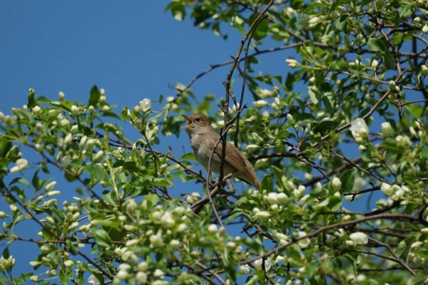 В Тюмени увеличилось количество соловьев 