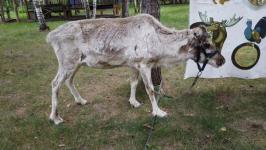 Геннадий Чеботарев: "Дом северных людей" помогает становиться внимательнее к чужим традициям