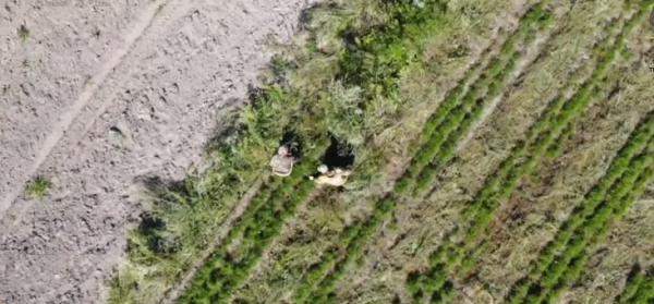 До 600 тысяч саженцев выращивают ежегодно в сорокинском лесничестве