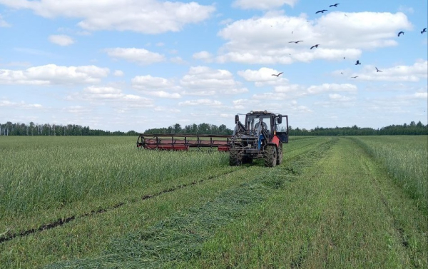 Хозяйства Сладковского района заготовили 19,7 тысячи тонн сенажа