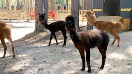 Альпак из разных городов завезли в Тюмень