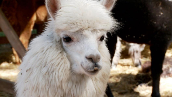 Альпак из разных городов завезли в Тюмень