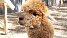 Альпак из разных городов завезли в Тюмень