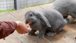 Альпак из разных городов завезли в Тюмень