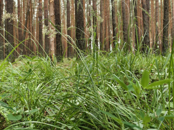 Новые правила изъятия земельных участков вступят в силу с 1 сентября