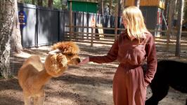 Альпак из разных городов завезли в Тюмень