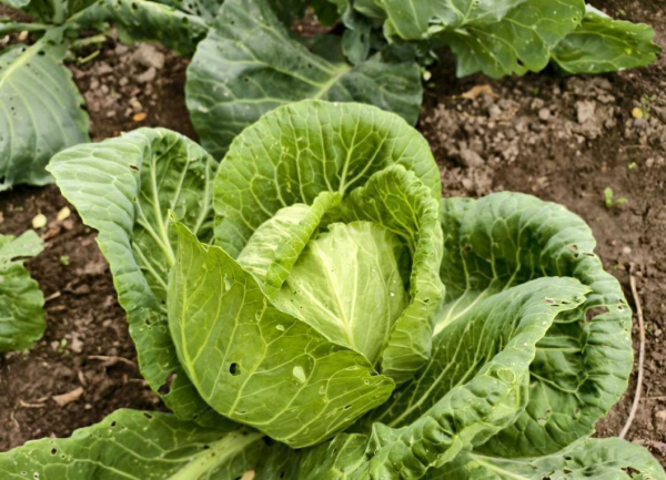 Тюменские аграрии собрали более двух тысяч тонн капусты Тюменские аграрии собрали более двух тысяч тонн капусты