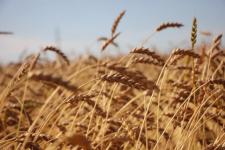 Тюменские картофелеводы убрали первые 10 га 