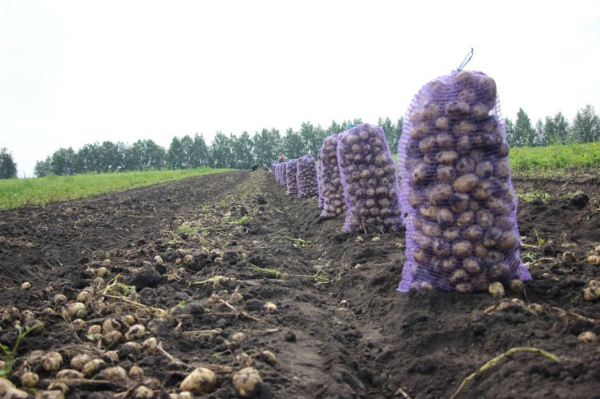 Тюменские картофелеводы убрали первые 10 га 