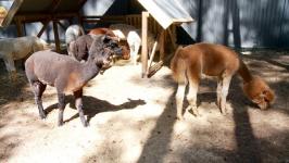 Альпак из разных городов завезли в Тюмень