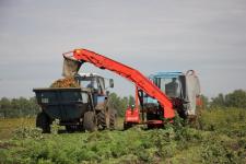 Тюменские картофелеводы убрали первые 10 га 