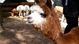Альпак из разных городов завезли в Тюмень