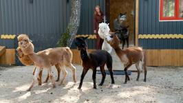 Альпак из разных городов завезли в Тюмень