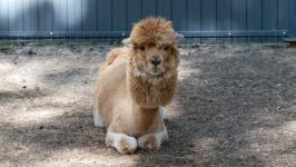 Альпак из разных городов завезли в Тюмень