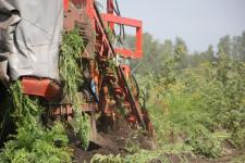 Тюменские картофелеводы убрали первые 10 га 