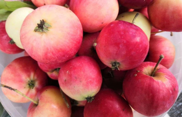 Тюменцев зовут отметить Яблочный спас