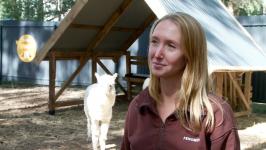 Альпак из разных городов завезли в Тюмень