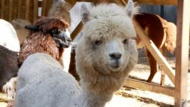 Альпак из разных городов завезли в Тюмень
