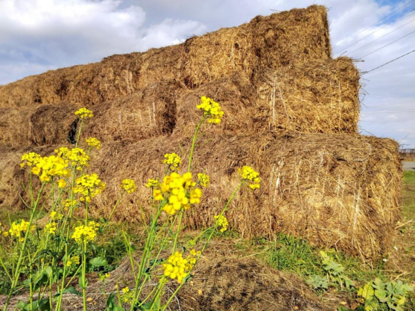 Аграрии Сладковского округа заготовили 34 тысячи кормов для животных Аграрии Сладковского округа заготовили 34 тысячи кормов для животных