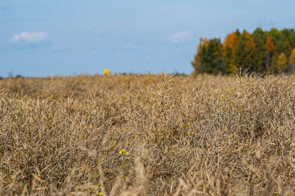 Тюменская область представит 30 компаний на XIII Межрегиональной выставке АПК в Екатеринбурге&nbsp;