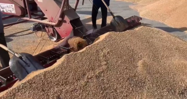 Более половины зерновых и зернобобовых культур убрали в Ишимском округе Более половины зерновых и зернобобовых культур убрали в Ишимском округе