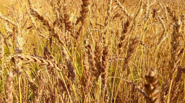 Аграрии Сладковского округа собрали 7,4 тыс. тонн зерна