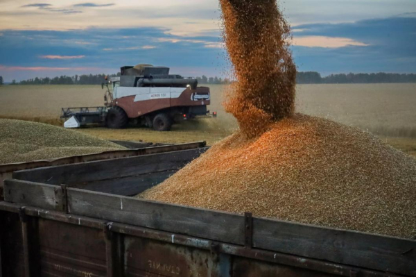 В Ишимском округе аграрии добились урожайности зерновых 73 центнера с гектара