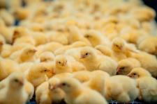 Тюменская область представит 30 компаний на XIII Межрегиональной выставке АПК в Екатеринбурге&nbsp;