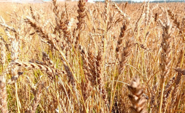 В Викуловском округе средняя урожайность зерновых составляет 33 центнера с гектара