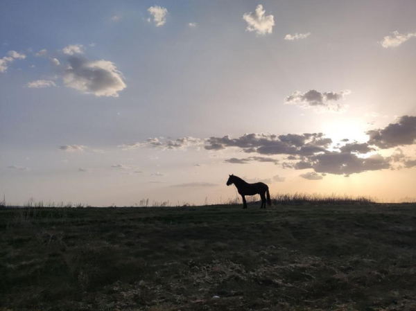 Карантин по бешенству животных отменили в деревне Заречка Казанского округа 