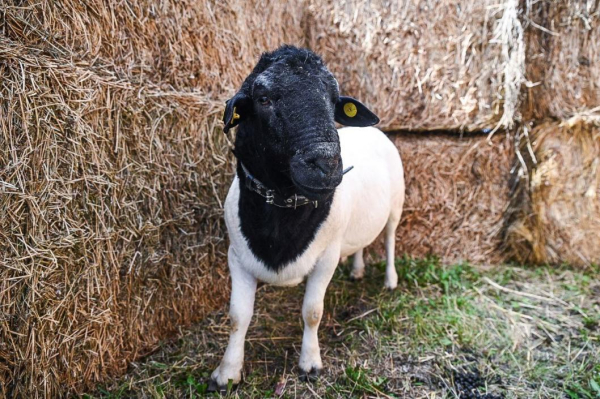 В Голышмановском округе проверят здоровье сельхозживотных