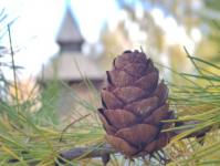 "Капуста-барыня" собрала любителей народных гуляний в Ялуторовске 