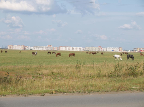 В учебном хозяйстве тюменского вуза завершают уборочную кампанию 